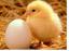 Mental hälsa: kycklingar och ägg