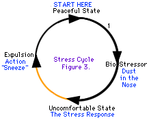 Vissa stresscykler är lättare att gå igenom än andra.