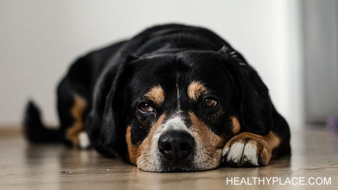 Din hund känner till depression och kan hjälpa dig att komma igenom även de tuffaste tiderna. Min hund hjälper mig genom mina depressiva avsnitt varje gång. 