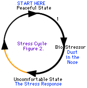 Vissa stresscykler är lättare att gå igenom än andra